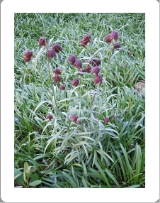 Изображение выглядит как растение, на открытом воздухе, трава, поле

Автоматически созданное описание